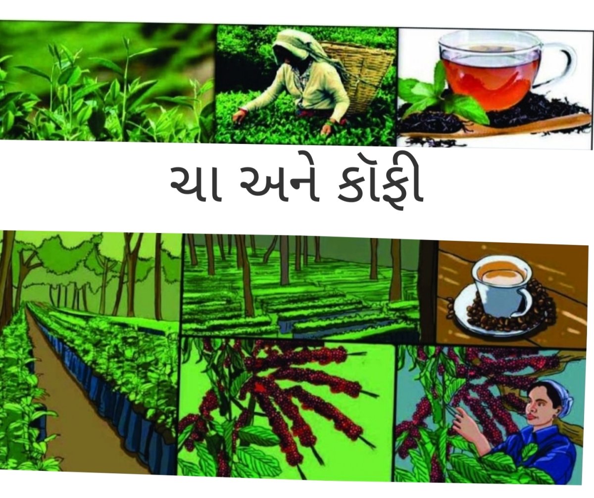 ચા અને કૉફીની ખેતી (Tea & Coffee Plantation)
