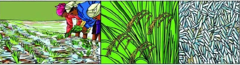 ડાંગર/ચોખાની ખેતી (Paddy / ડાંગર)